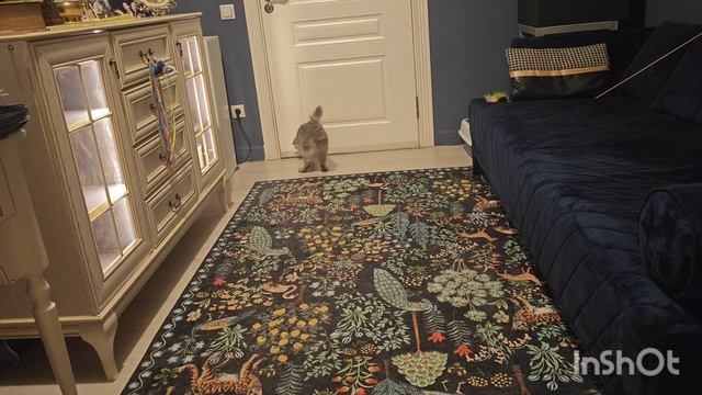 Китти и Саня для Авито 10