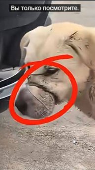 Спас от мучительной смерти !