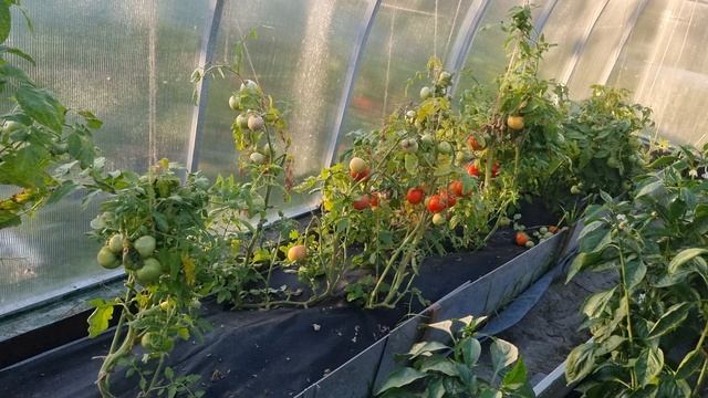 Томаты - первый урожай 24го августа..