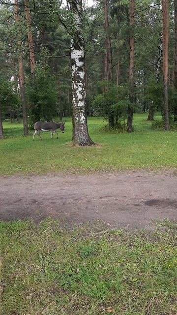 Ушастик.