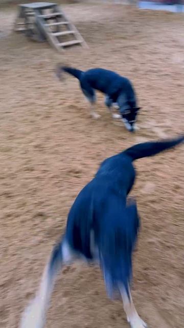 "А точно ничего не осталось???" ❥ Приют в Малинках