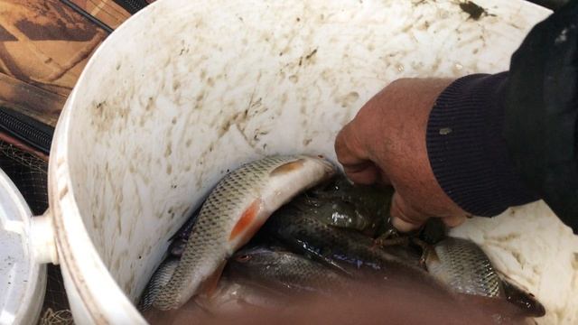 Сорожняк и рак.