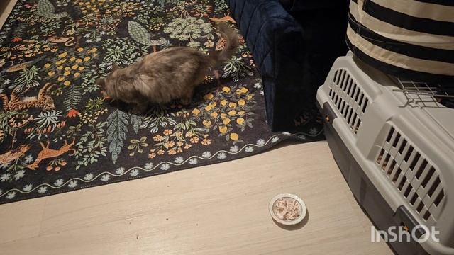 Китти и Саня для Авито 11