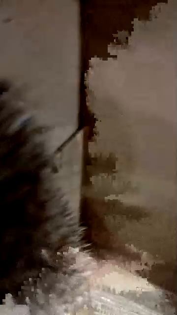 я нашёл ёжика