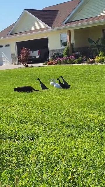 Мама не умеет летать, боится воды и у неё вдвое больше ног — дети уже начали что-то подозревать, но