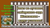 Опыт из лучшего сибирского сада Железовых - вдруг услышат!