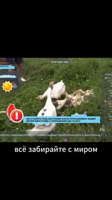 Гуси напали на ведущего в прямом эфире