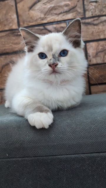 Девочка кошечка торти