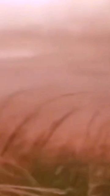 petal_20250813_192532.mp4