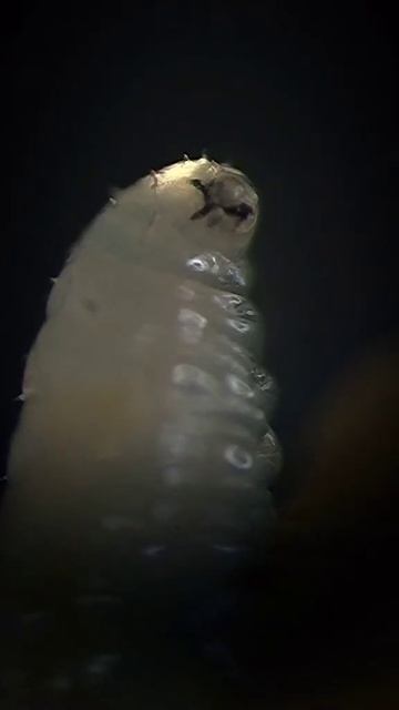 Белый гриб под микроскопом.