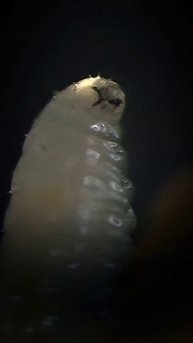 Белый гриб под микроскопом.