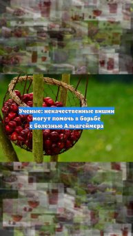 Ученые: некачественные вишни могут помочь в борьбе с болезнью Альцгеймера