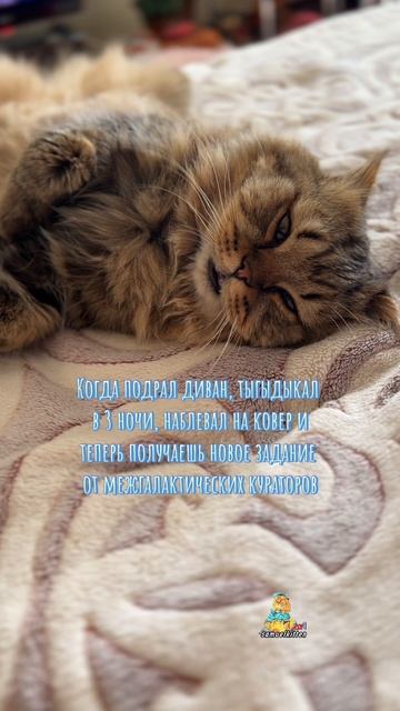 Задание принято!👽😹 #котики #юмор #смешныекоты