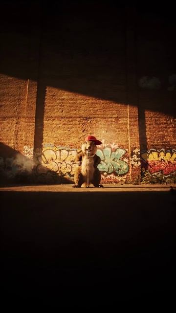 белка репер 4