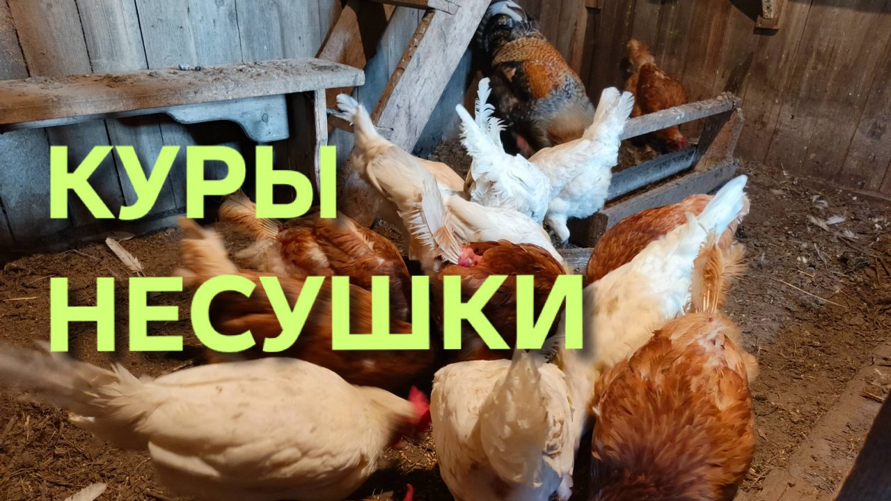 Куры-несушки Зачем сыпать зерно на пол