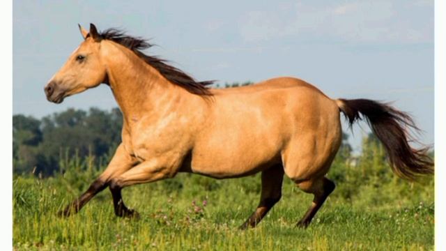 Конь буланый.