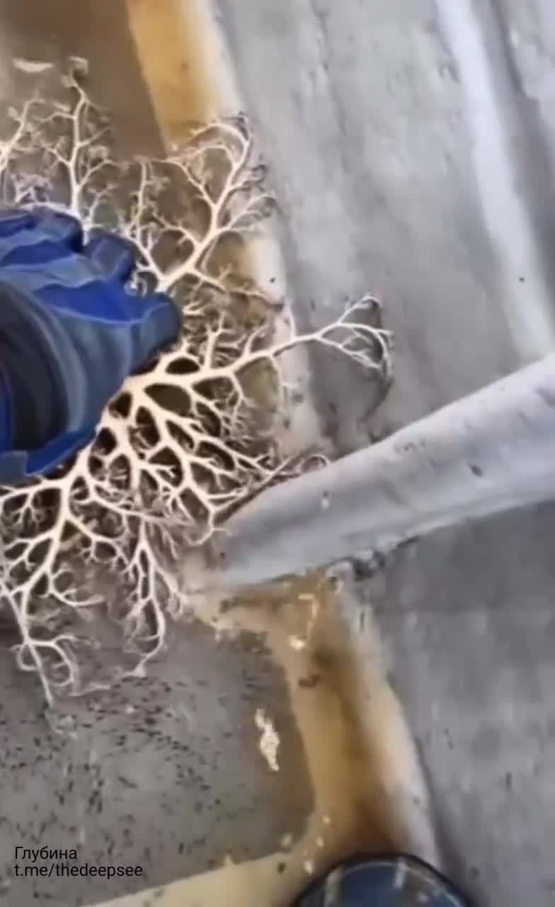 Astrospartus mediterraneus - это необычная морская звезда, обитающая в Средиземном море.