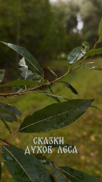Сказки духов Леса