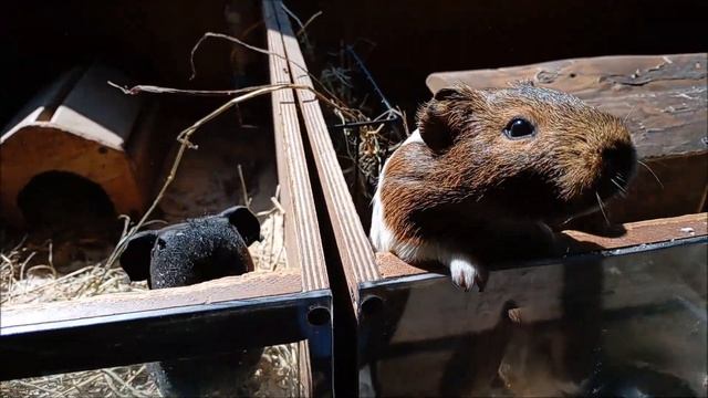 Животные зоопарка "Обитаемый остров" в павильоне 21.08.2025