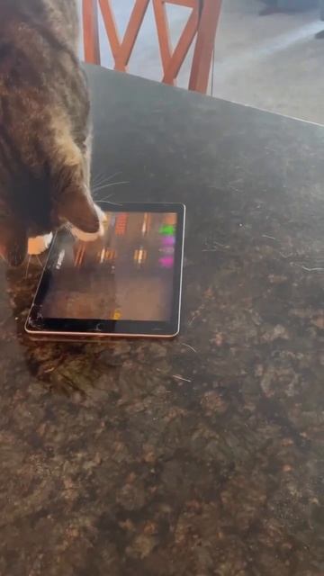 Кот зумер - горе в семье