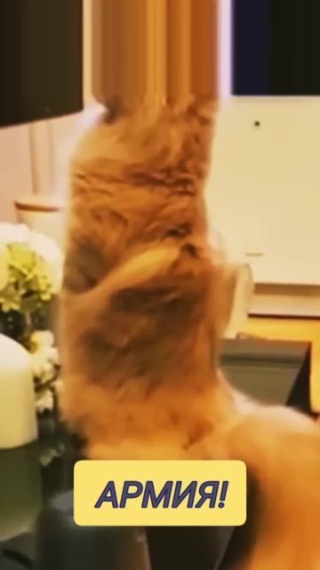 Тук Тук А Вот и Я