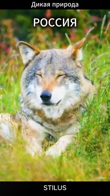 Россия. Дикая природа.# Russia. Wild nature.