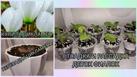 Купила цикламен. Пересадка цикламена. Отсадка и рассадка деток фиалок.