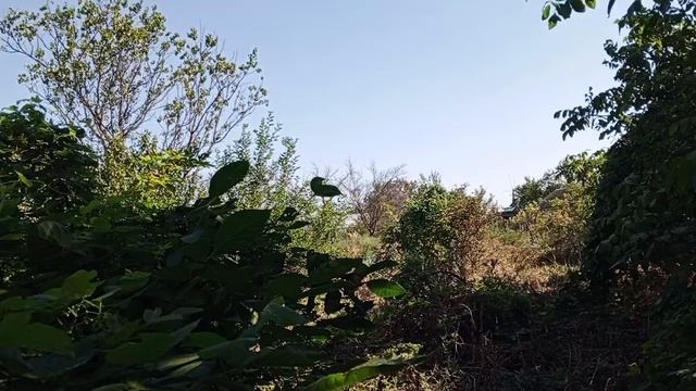 Воспоминания детства.Акация дикая