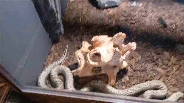 Пресмыкающиеся в зоопарке "Обитаемый остров" в Новосибирске 21.08.2025