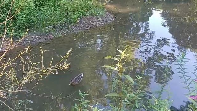 Утиная идиллия🦆