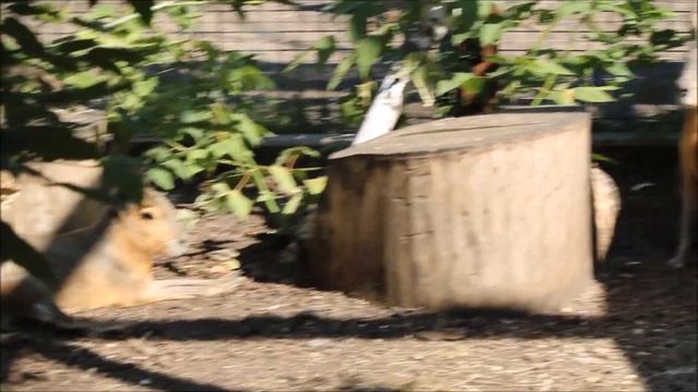 Животные в зоопарке "Обитаемый остров" в Новосибирске 21.08.2025