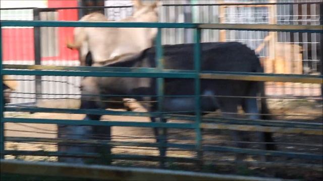 Ослы и гуанако 21.08.2025 Левобережный зоопарк "Обитаемый остров"