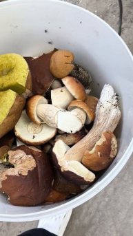 Сколько я грибов насобирал в лесу