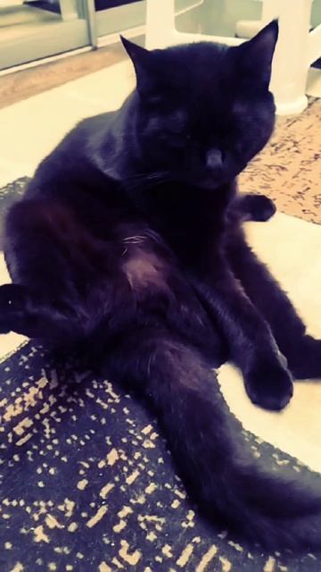 #чёрный #кот #релакс #любимая #поза