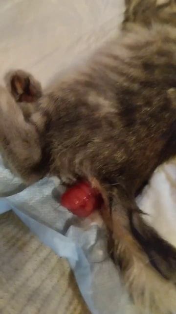 Подобрали котенка с подвала , еле выходили , долго лечили , не буду все описывать ,долго