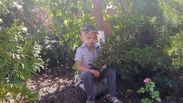 Нестеренко Антон, 6 лет. Н. М. Рубцов. "Берёзы"