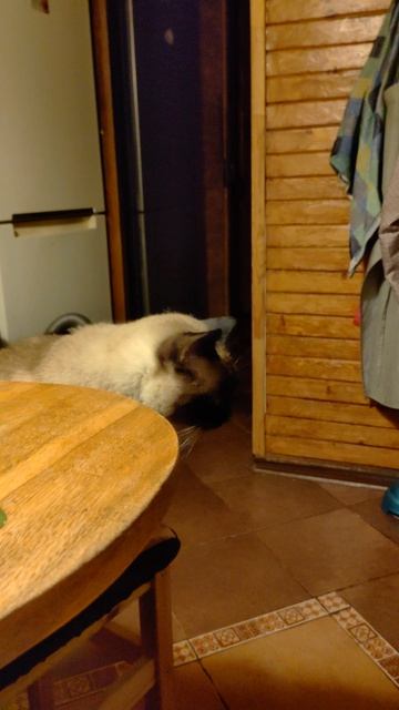 Сиамская кошка