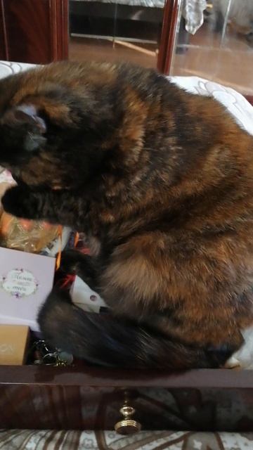 VID_20230730_164528.mp4