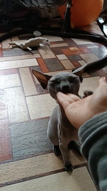 Ресины команды