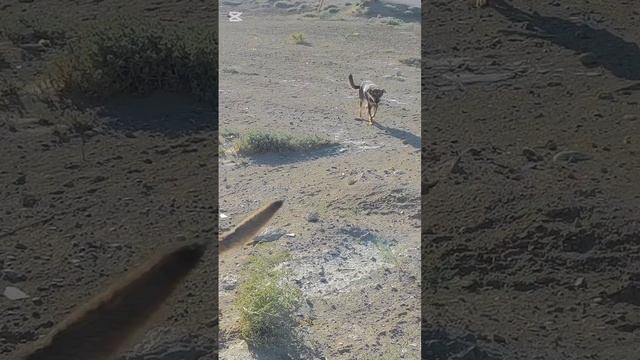 Пока еду до приюта, по дороге кормлю ещё кучу собак