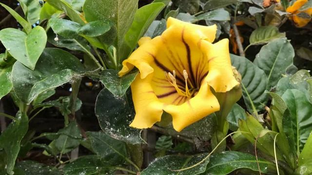 Жёлтый цветочек..