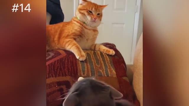 Наши милые и непослушные котики и собачки