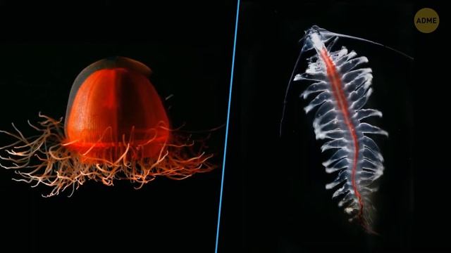 Неизвестные морские создания, о которых вы даже не догадывались