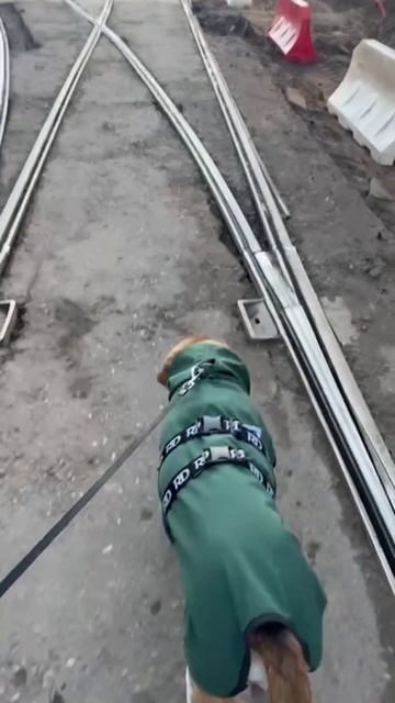 Пряник идет по шпалам 25-08-2025