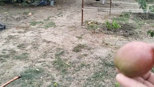 #70🌷Встретила и опять проводила сына/Убрала ботву/Лук пропадает/Салат с капустой