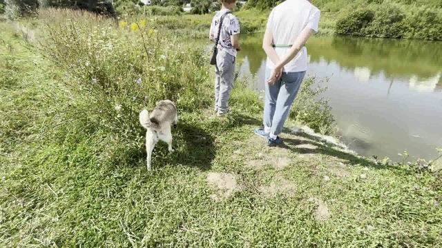лягушка на пруду