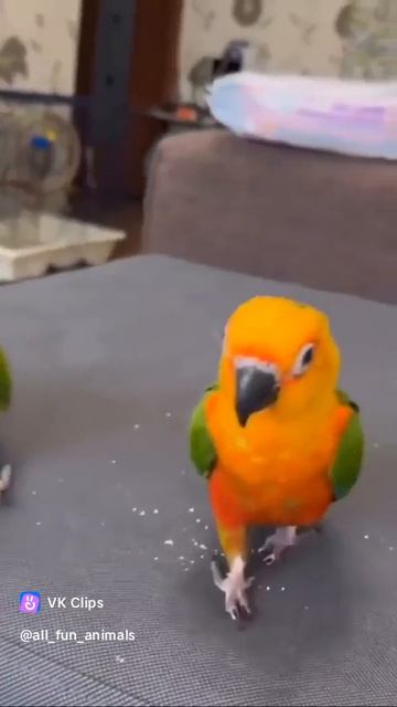 VID_20250825_162837_739.mp4