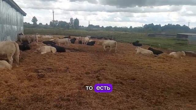Племенные быки абердины, лимузины и шароле