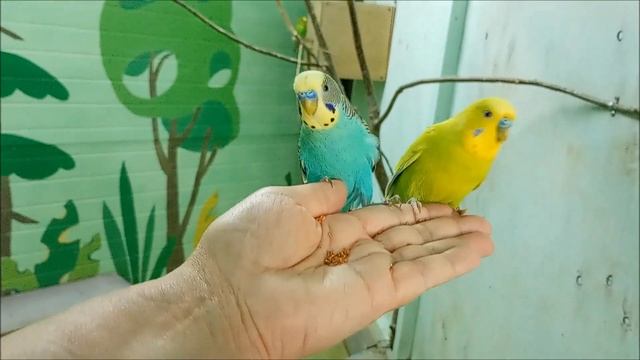 Волнистые попугайчики, домовой сыч, амадины и дикобраз в зоопарке "Обитаемый остров" 21.08.2025