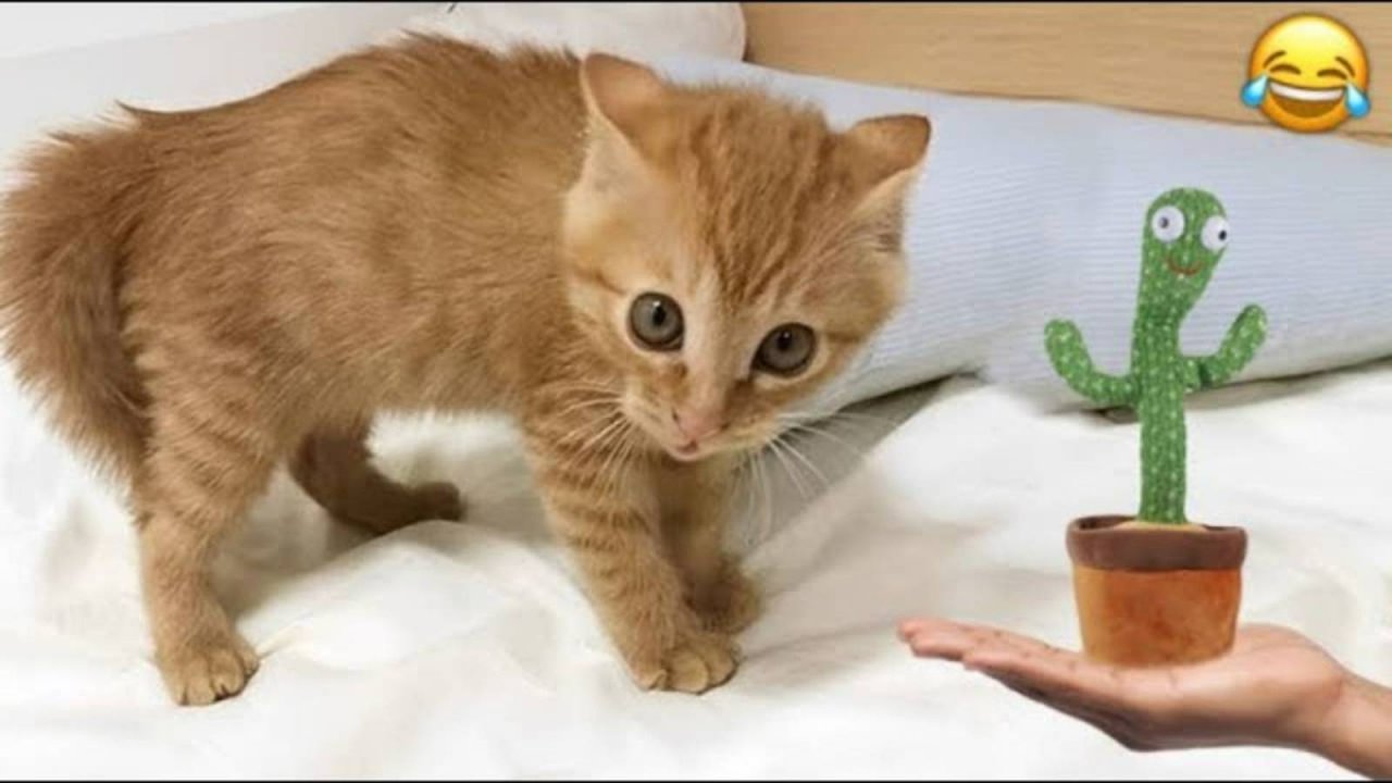 ПРИКОЛЫ С КОТАМИ! Смешные ЖИВОТНЫЕ с озвучкой! Смешные коты!